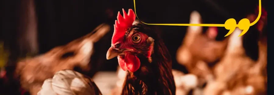 Poultry Meal Description,Benefits,Usage 1 Poultry-Meal-zme