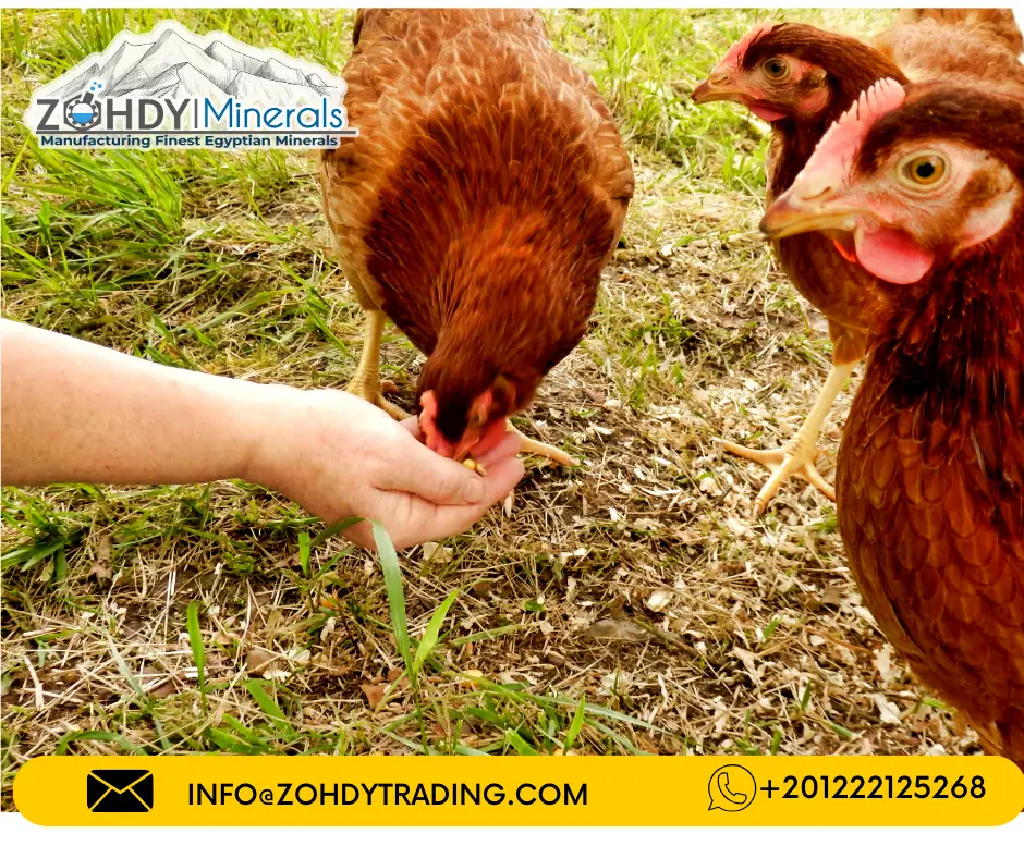 Limestone Granules Feed Grade 2-3 mm 3 Poultry feed