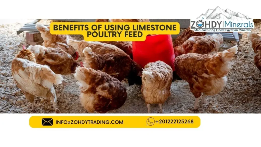 Best Limestone poultry feed 3 Benefits of using limestone poultry feed