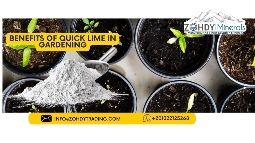 5 Ways QuickLime Can Transform Your Gardening Efforts 3 Benefits of Quick Lime in Gardening